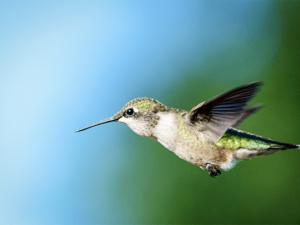 bird, hummingbird