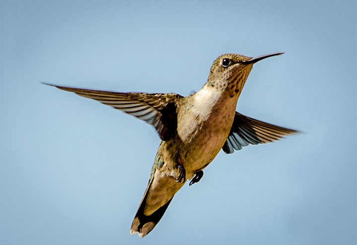 bird, hummingbird